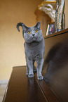 Chartreux