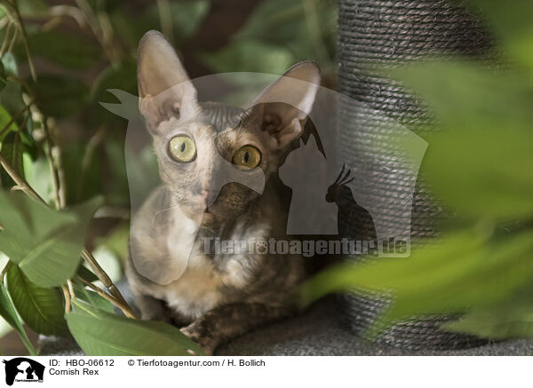 Cornish Rex / Cornish Rex / HBO-06612