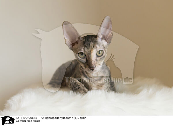 Cornish Rex Ktzchen / Cornish Rex kitten / HBO-06618