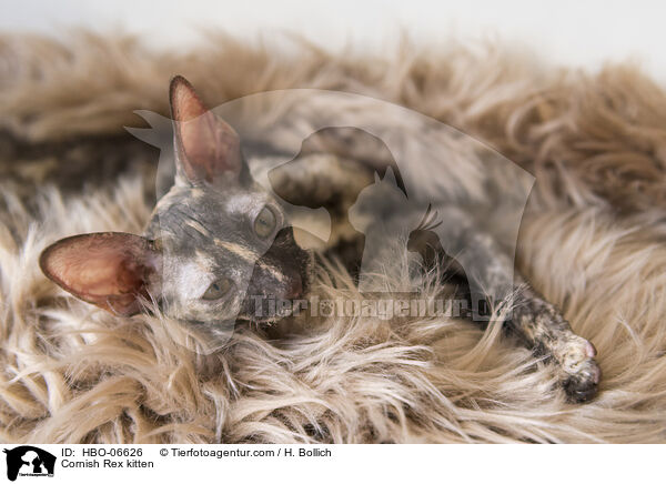 Cornish Rex Ktzchen / Cornish Rex kitten / HBO-06626