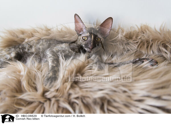 Cornish Rex Ktzchen / Cornish Rex kitten / HBO-06629