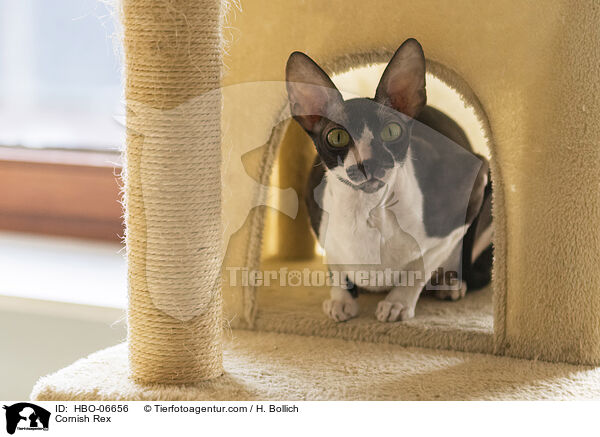 Cornish Rex / HBO-06656
