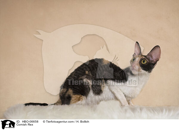 Cornish Rex / Cornish Rex / HBO-06658