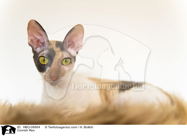 Cornish Rex / Cornish Rex / HBO-06664