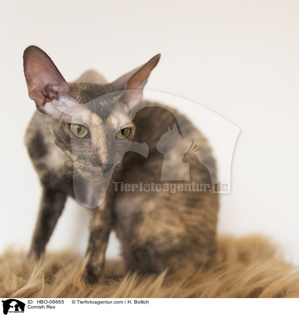Cornish Rex / Cornish Rex / HBO-06665