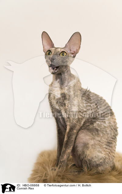 Cornish Rex / Cornish Rex / HBO-06668