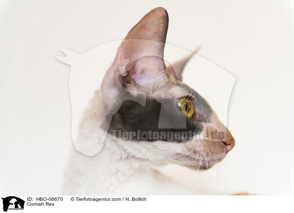 Cornish Rex / HBO-06670