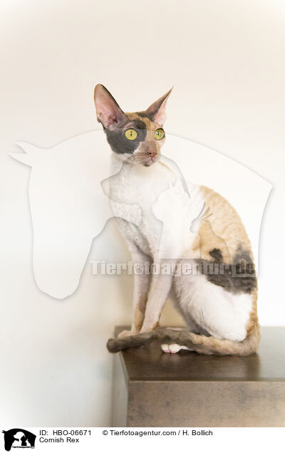 Cornish Rex / Cornish Rex / HBO-06671