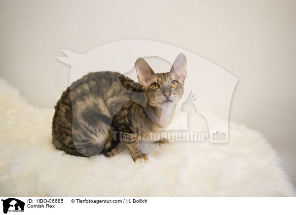 Cornish Rex / Cornish Rex / HBO-06685