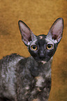 Cornish Rex portrait