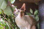 Cornish Rex