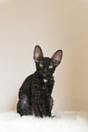 Cornish Rex kitten