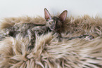 Cornish Rex kitten