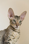 Cornish Rex kitten
