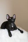 Cornish Rex kitten