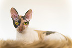 Cornish Rex