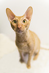 Cornish Rex