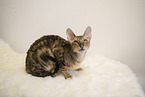 Cornish Rex