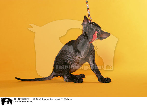 Devon Rex Ktzchen / Devon Rex Kitten / RR-07087