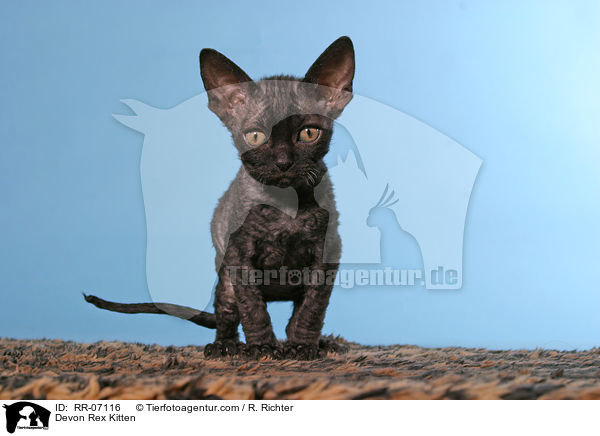 Devon Rex Ktzchen / Devon Rex Kitten / RR-07116