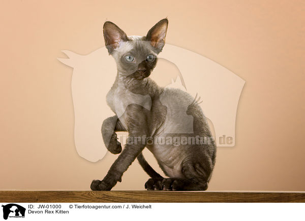 Devon Rex Ktzchen / Devon Rex Kitten / JW-01000