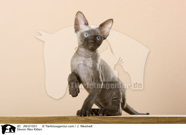 Devon Rex Ktzchen / Devon Rex Kitten / JW-01001