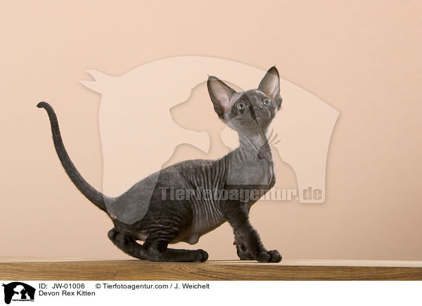 Devon Rex Ktzchen / Devon Rex Kitten / JW-01006