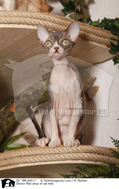 Devon Rex auf Katzenbaum / Devon Rex atop of cat tree / RR-34011