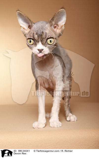 Devon Rex / Devon Rex / RR-34041
