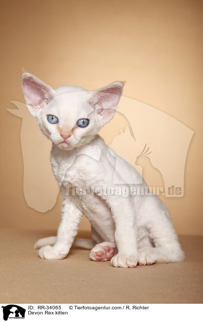 Devon Rex kitten / RR-34065
