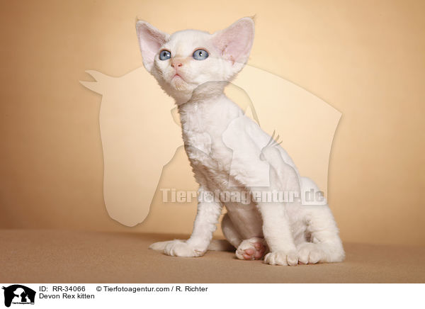Devon Rex kitten / RR-34066