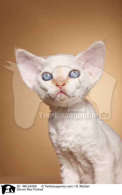 Devon Rex Portrait / Devon Rex Portrait / RR-34069