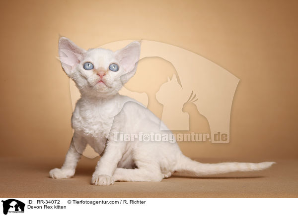 Devon Rex kitten / RR-34072