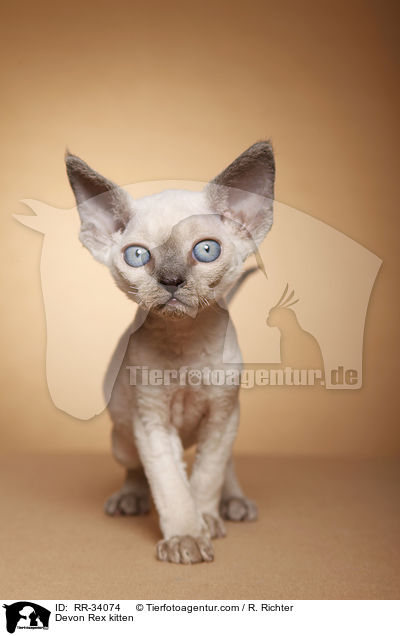 Devon Rex kitten / RR-34074