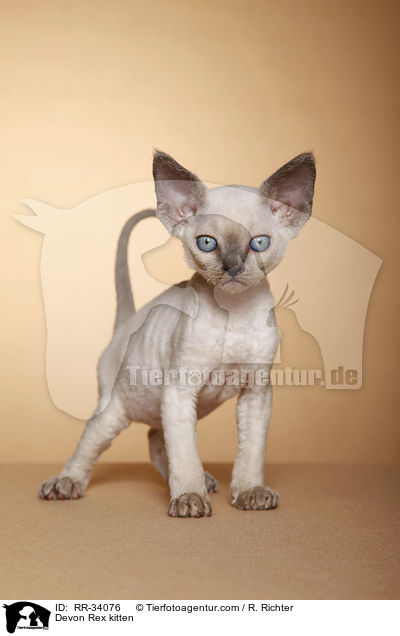 Devon Rex kitten / RR-34076