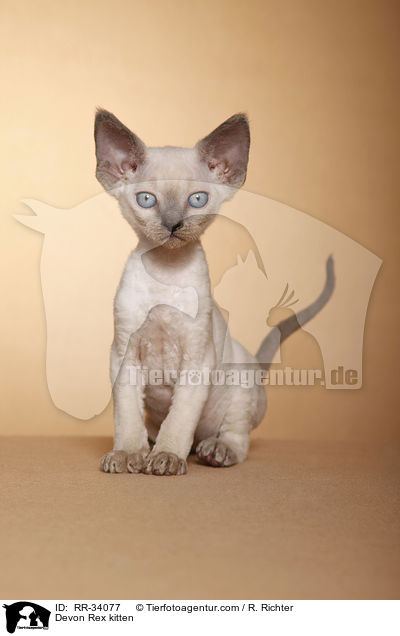 Devon Rex kitten / RR-34077