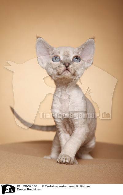 Devon Rex kitten / RR-34080