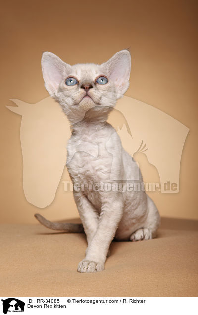 Devon Rex kitten / RR-34085