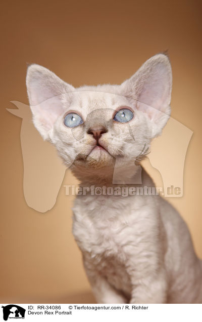 Devon Rex Portrait / RR-34086