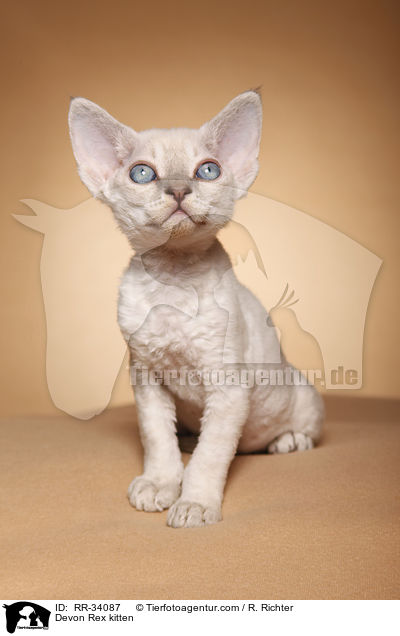 Devon Rex kitten / RR-34087