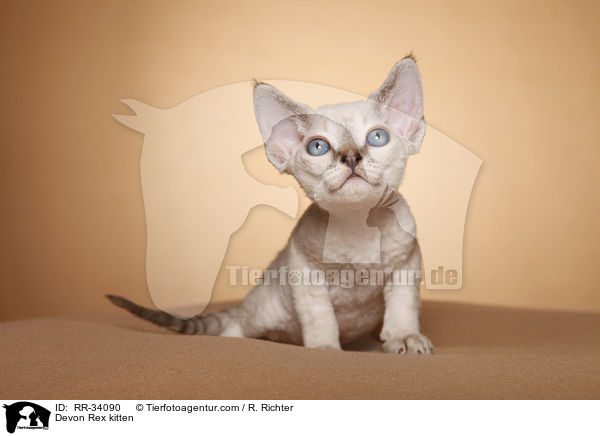 Devon Rex kitten / RR-34090