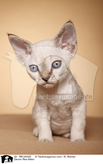 Devon Rex kitten / RR-34095