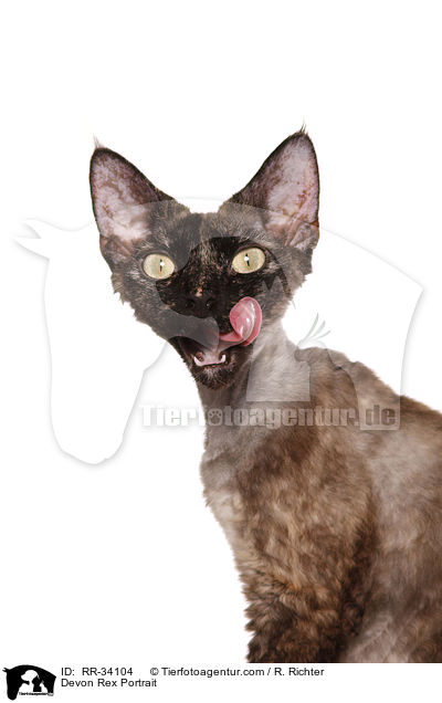 Devon Rex Portrait / RR-34104