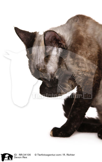 Devon Rex / RR-34106