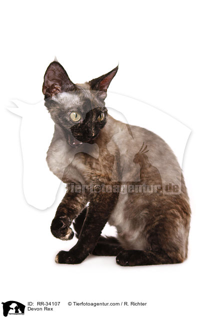 Devon Rex / RR-34107