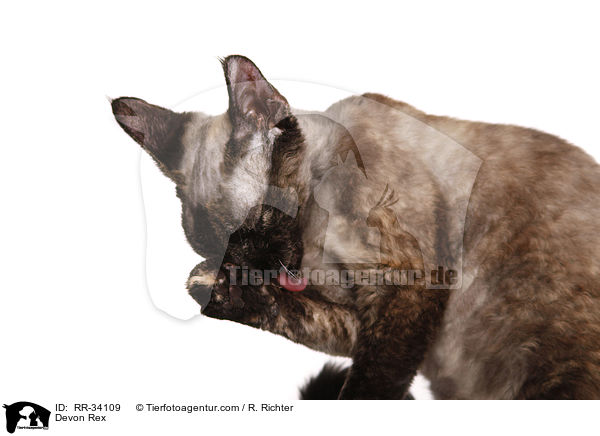 Devon Rex / RR-34109