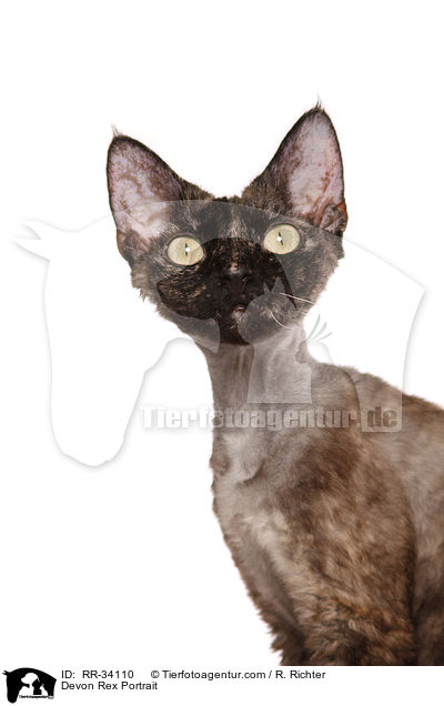 Devon Rex Portrait / RR-34110