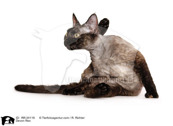 Devon Rex / RR-34116