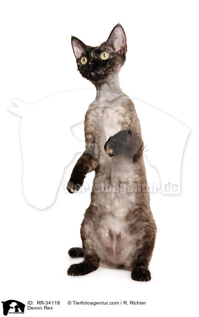 Devon Rex / RR-34118
