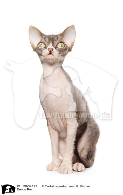 Devon Rex / RR-34123